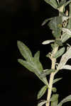 Common wormwood 